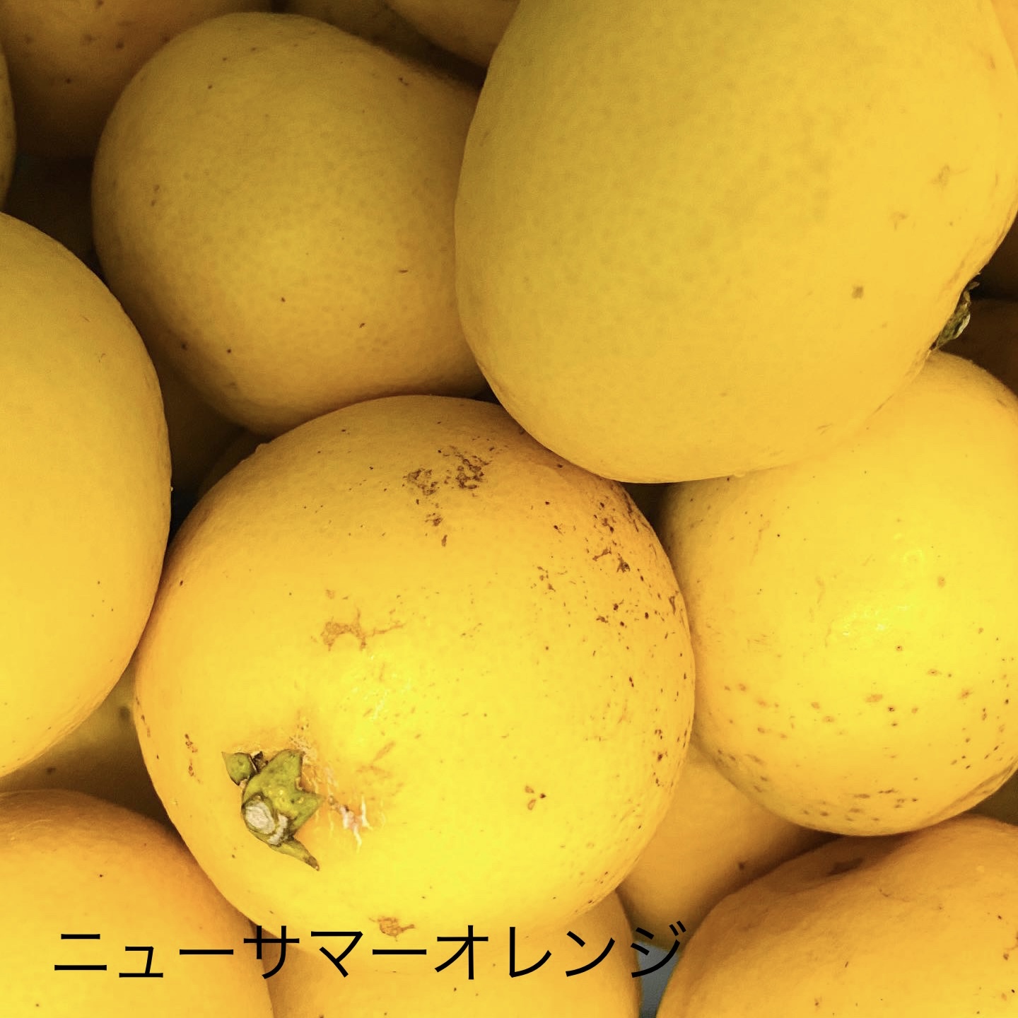 ニューサマーオレンジマーマレード