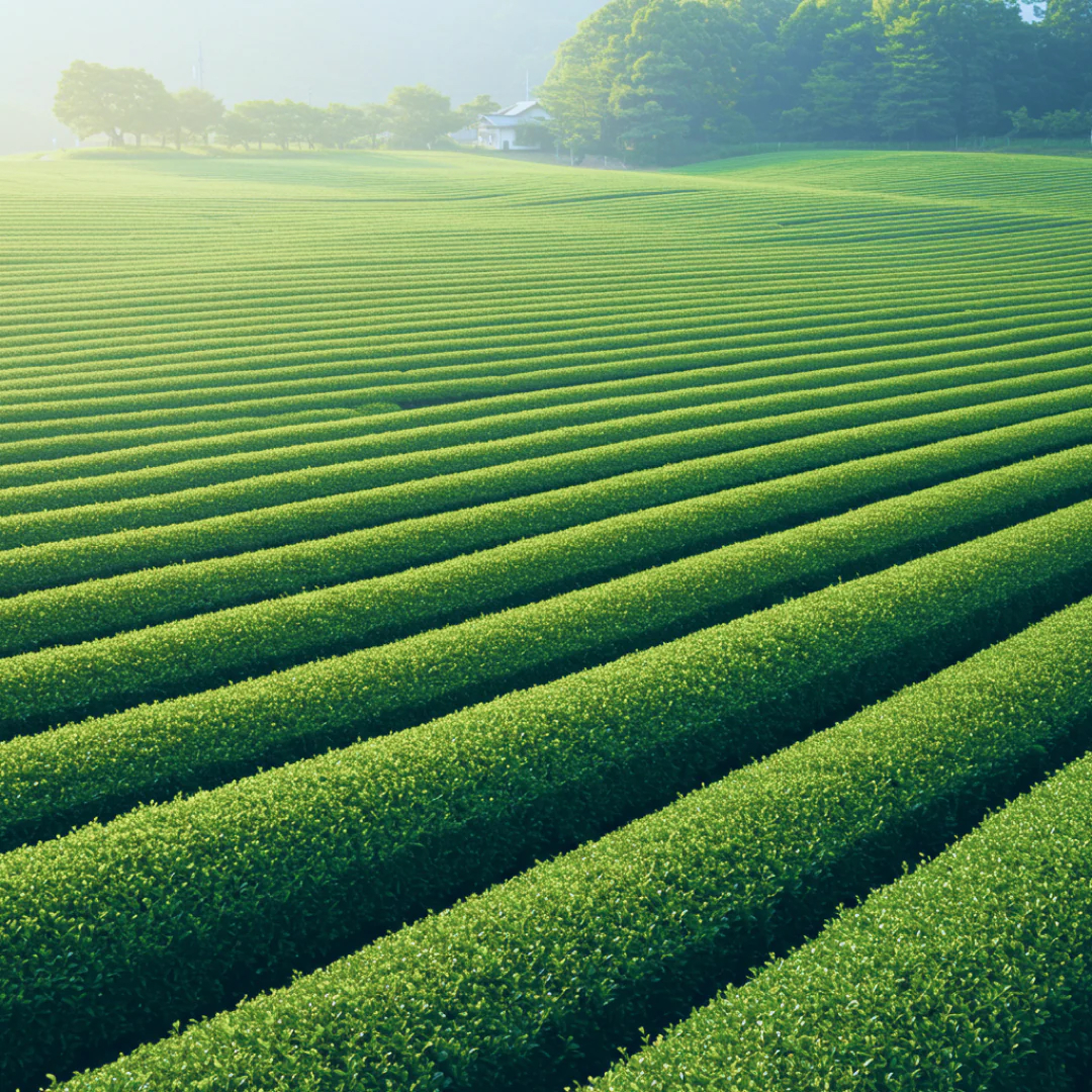 [春の香り]日本茶のお香｜noble