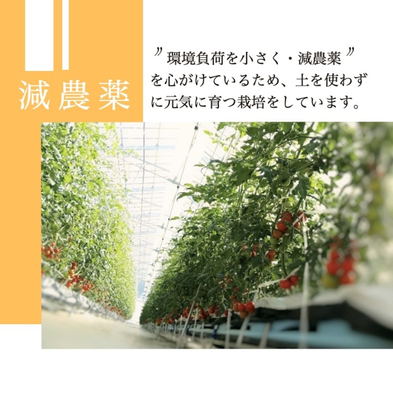 完熟の旨み。南信州の純ピューレ 「無添加トマトピューレ」 ｜ 小林農園