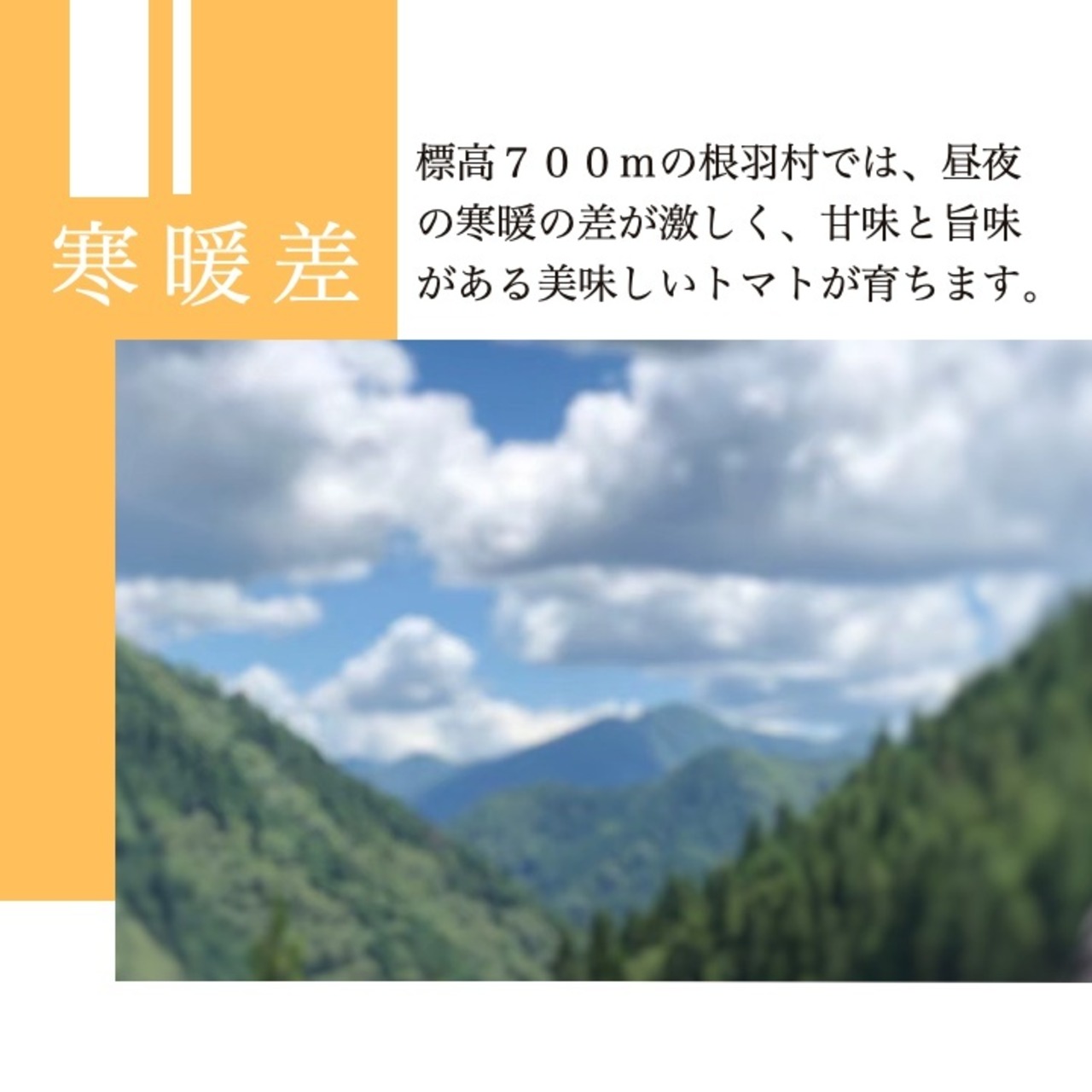 完熟の旨み。南信州の純ピューレ 「無添加トマトピューレ」 ｜ 小林農園