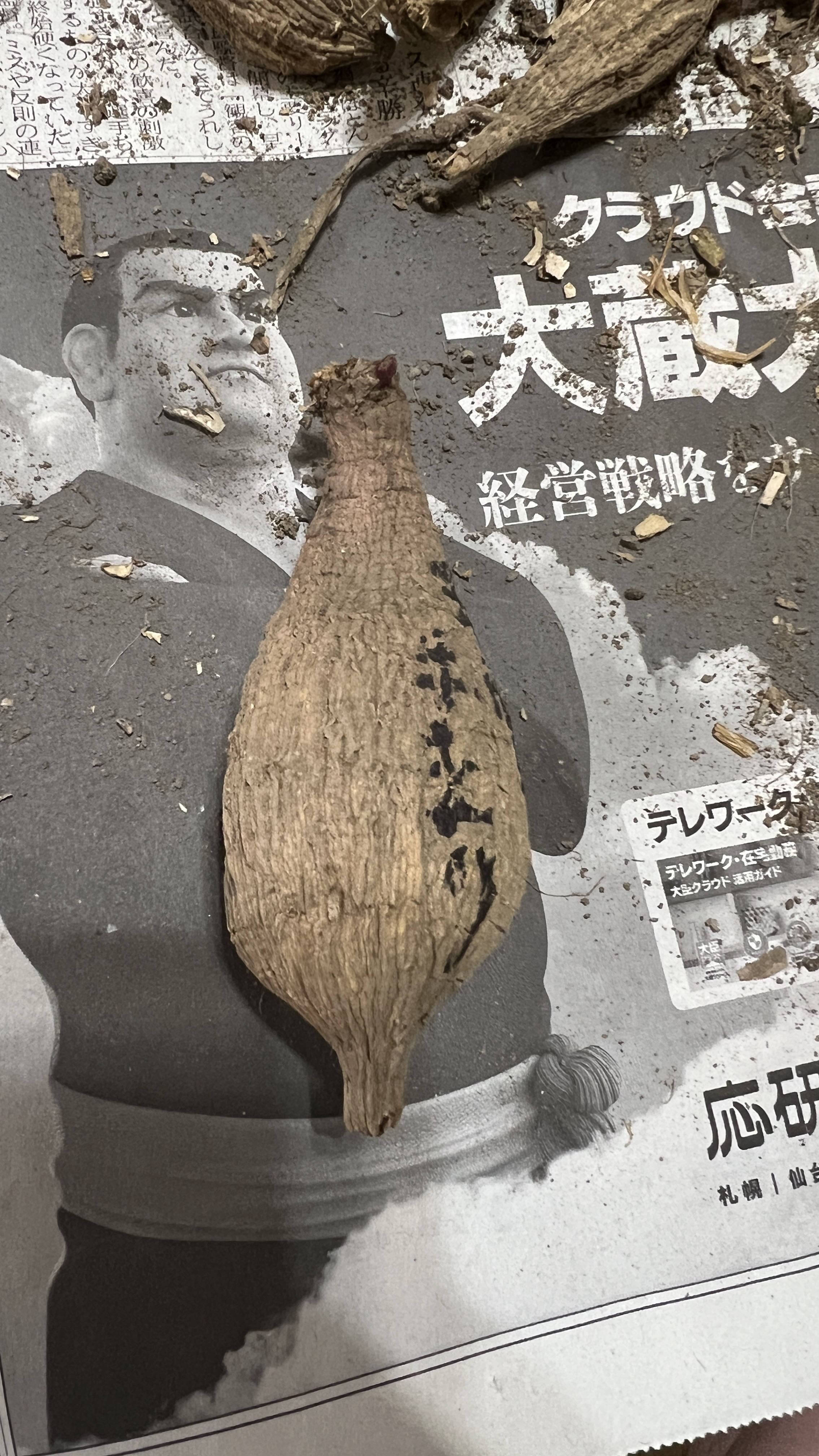 淡雪手まり（ダリアの球根）