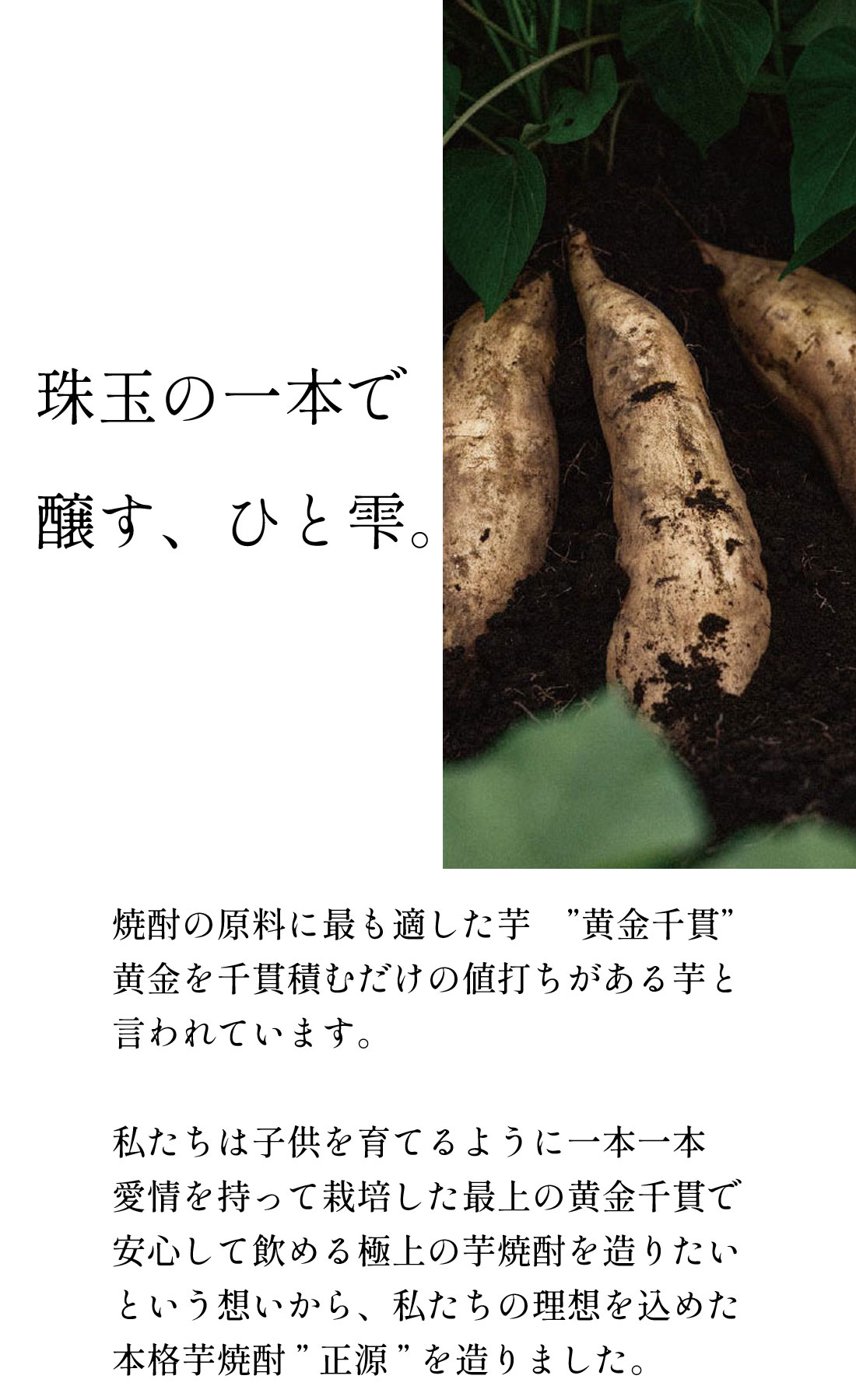 本格芋焼酎「正源」白ラベル720ml