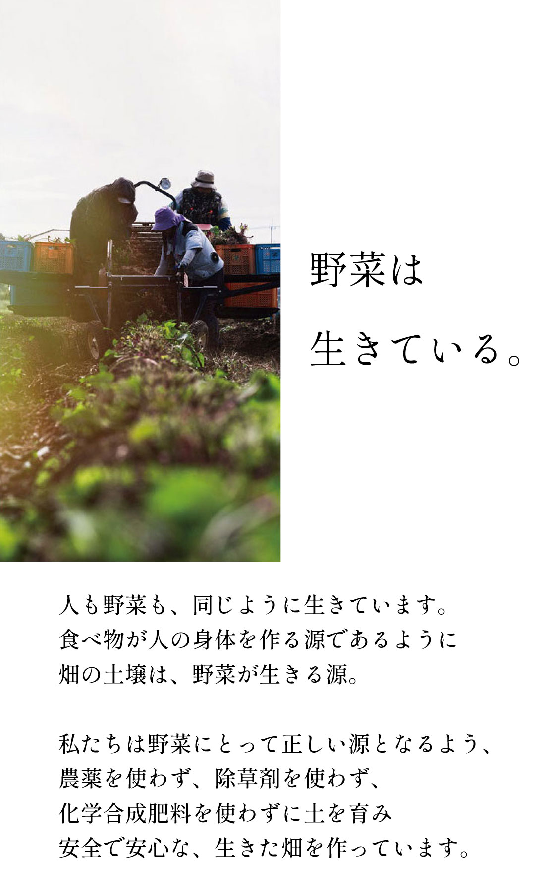 本格芋焼酎「正源」白ラベル720ml