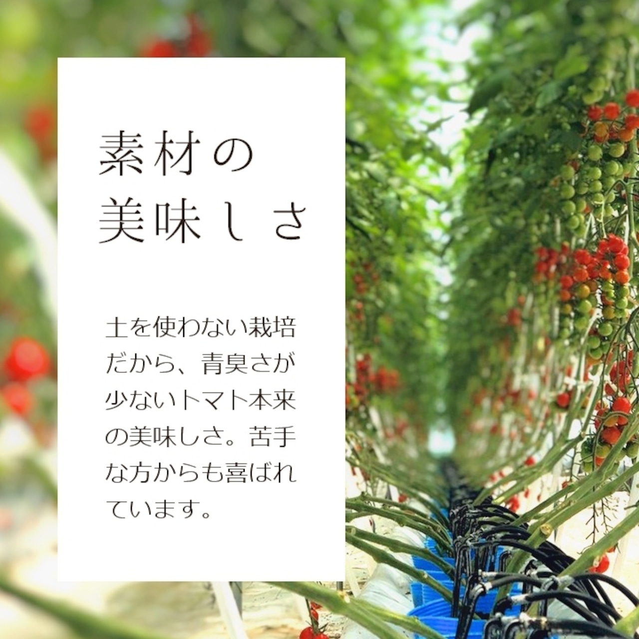 【野菜ソムリエサミット金賞】南信州の完熟・無添加トマトジュース Frutika Rich ｜ 小林農園