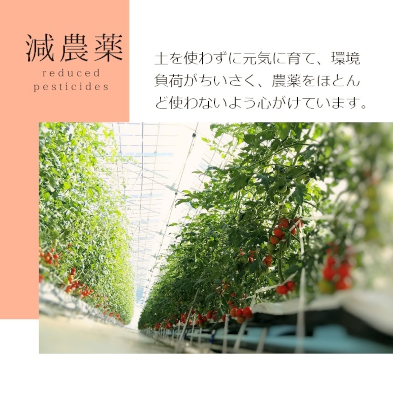 【野菜ソムリエサミット金賞】南信州の完熟・無添加トマトジュース Frutika Rich ｜ 小林農園