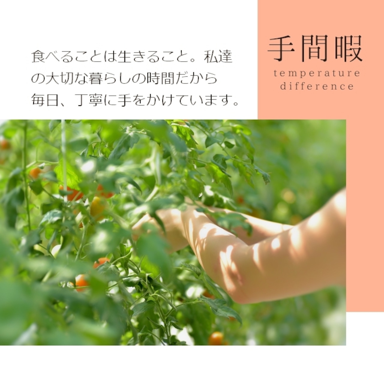 【野菜ソムリエサミット金賞】南信州の完熟・無添加トマトジュース Frutika Rich ｜ 小林農園