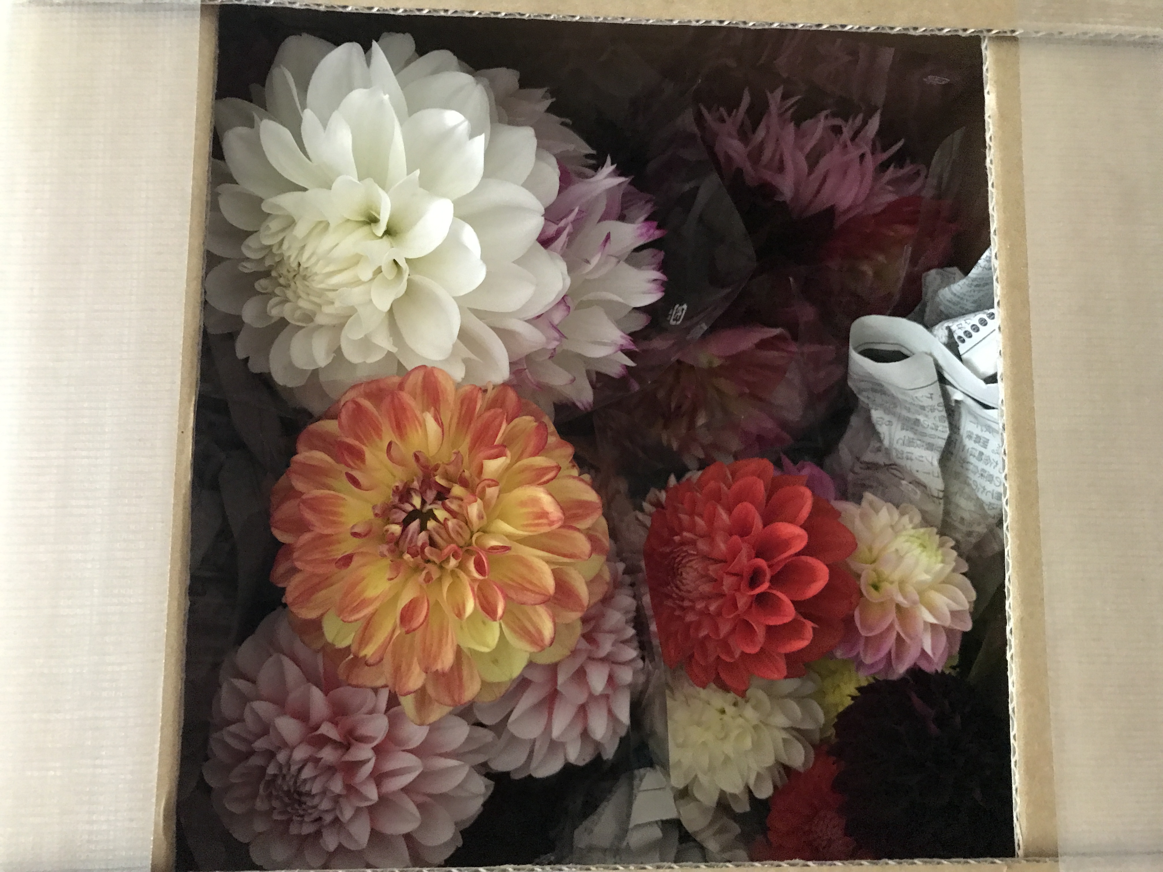肥料・農薬不使用のダリアの切り花 （５本・１０本）