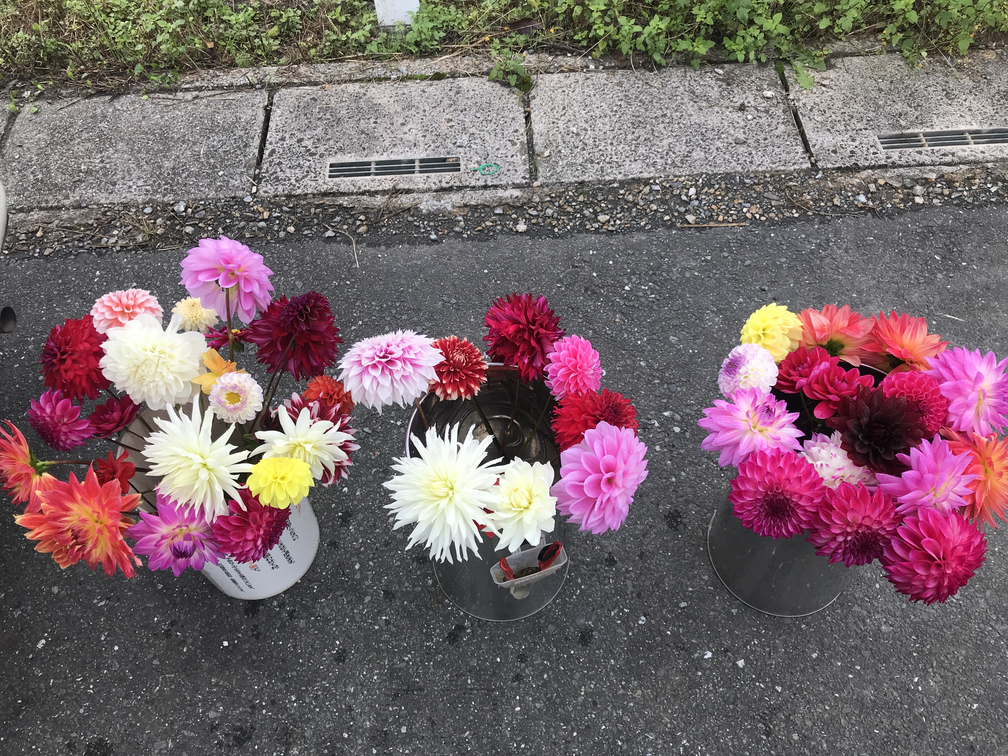 肥料・農薬不使用のダリアの切り花 （５本・１０本）