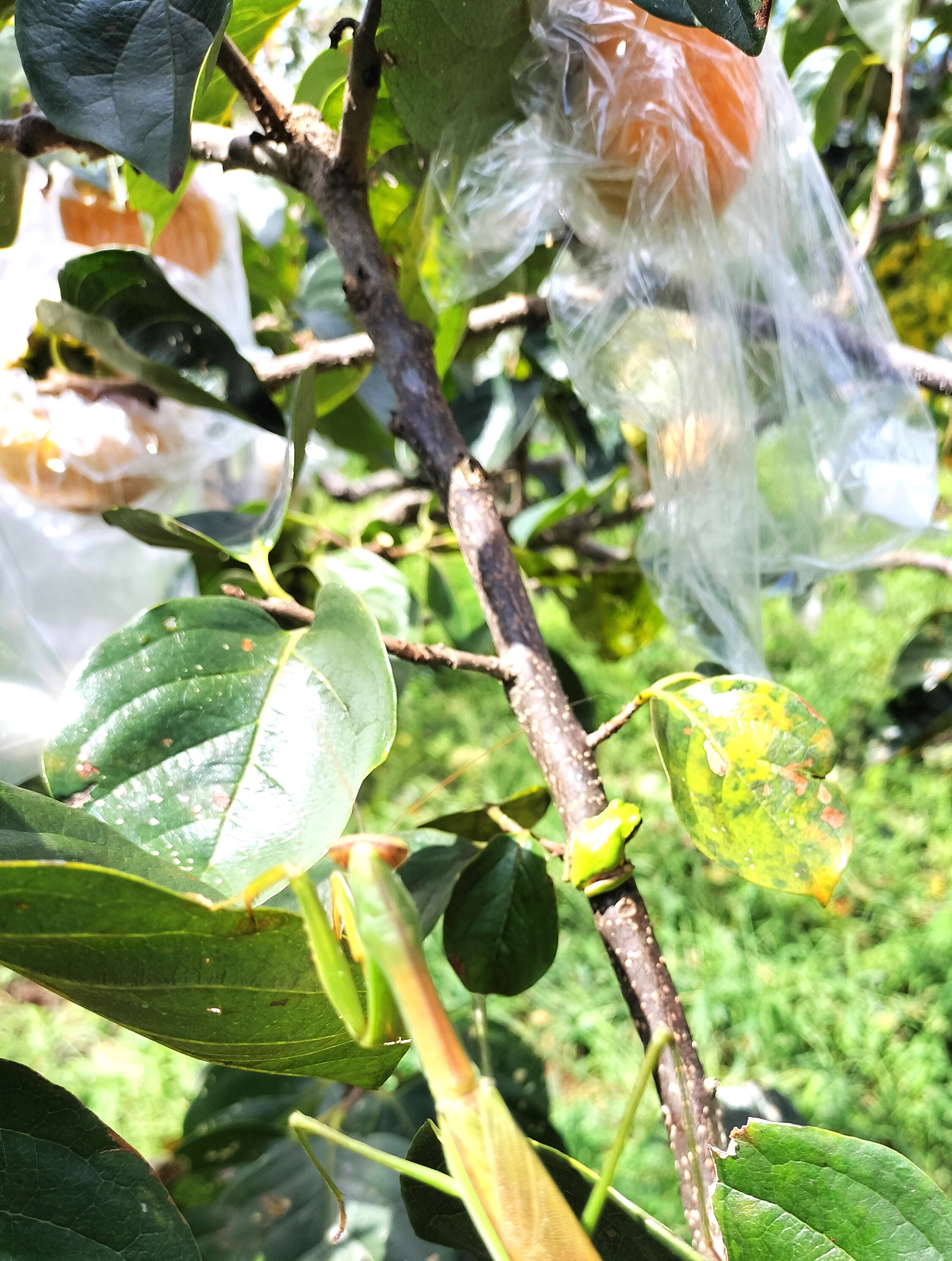 【贈答用・ギフト対応可】　《農薬、肥料、除草剤不使用》おてんと様の柿3kg