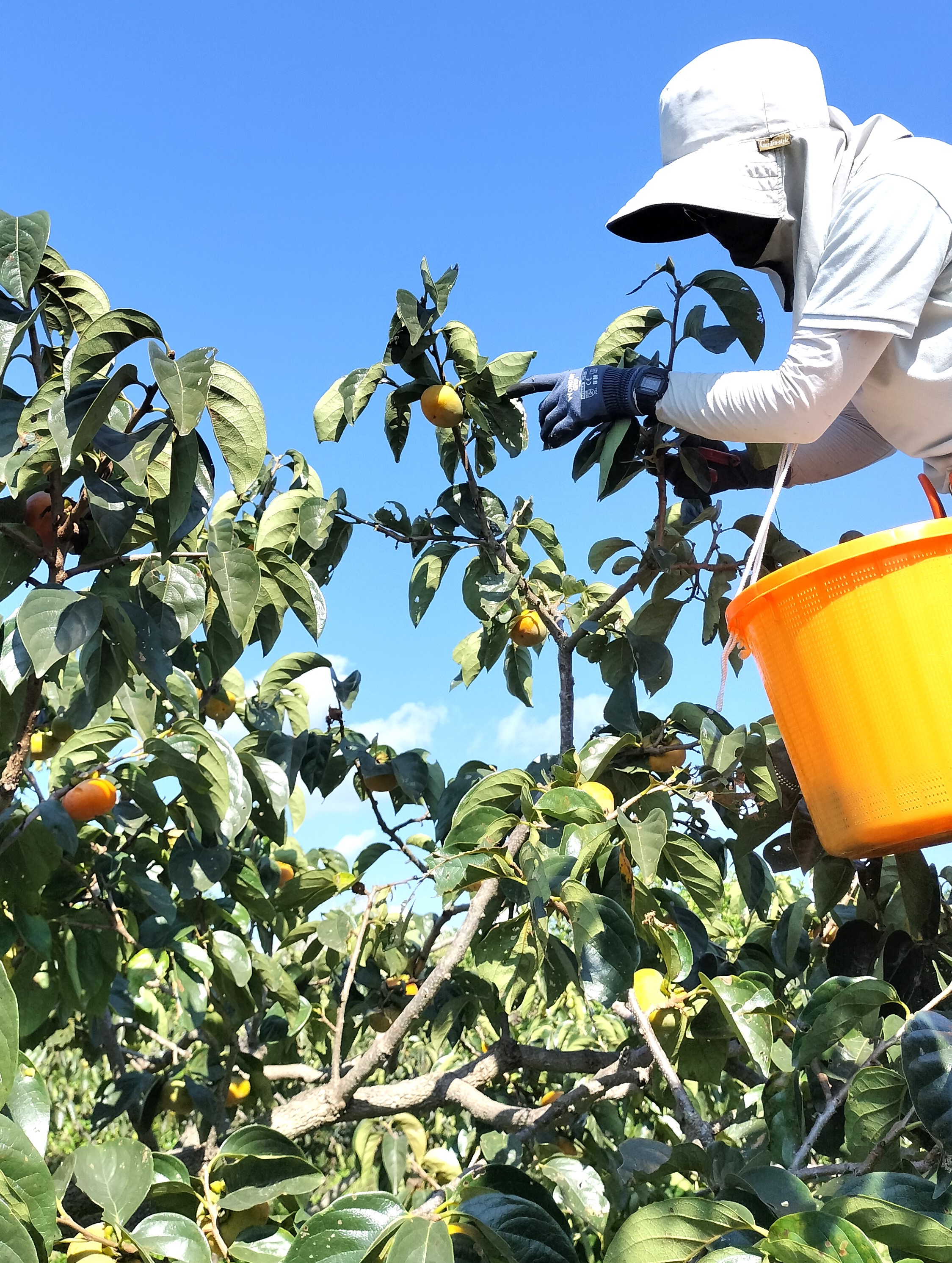 【贈答用・ギフト対応可】　《農薬、肥料、除草剤不使用》おてんと様の柿3kg