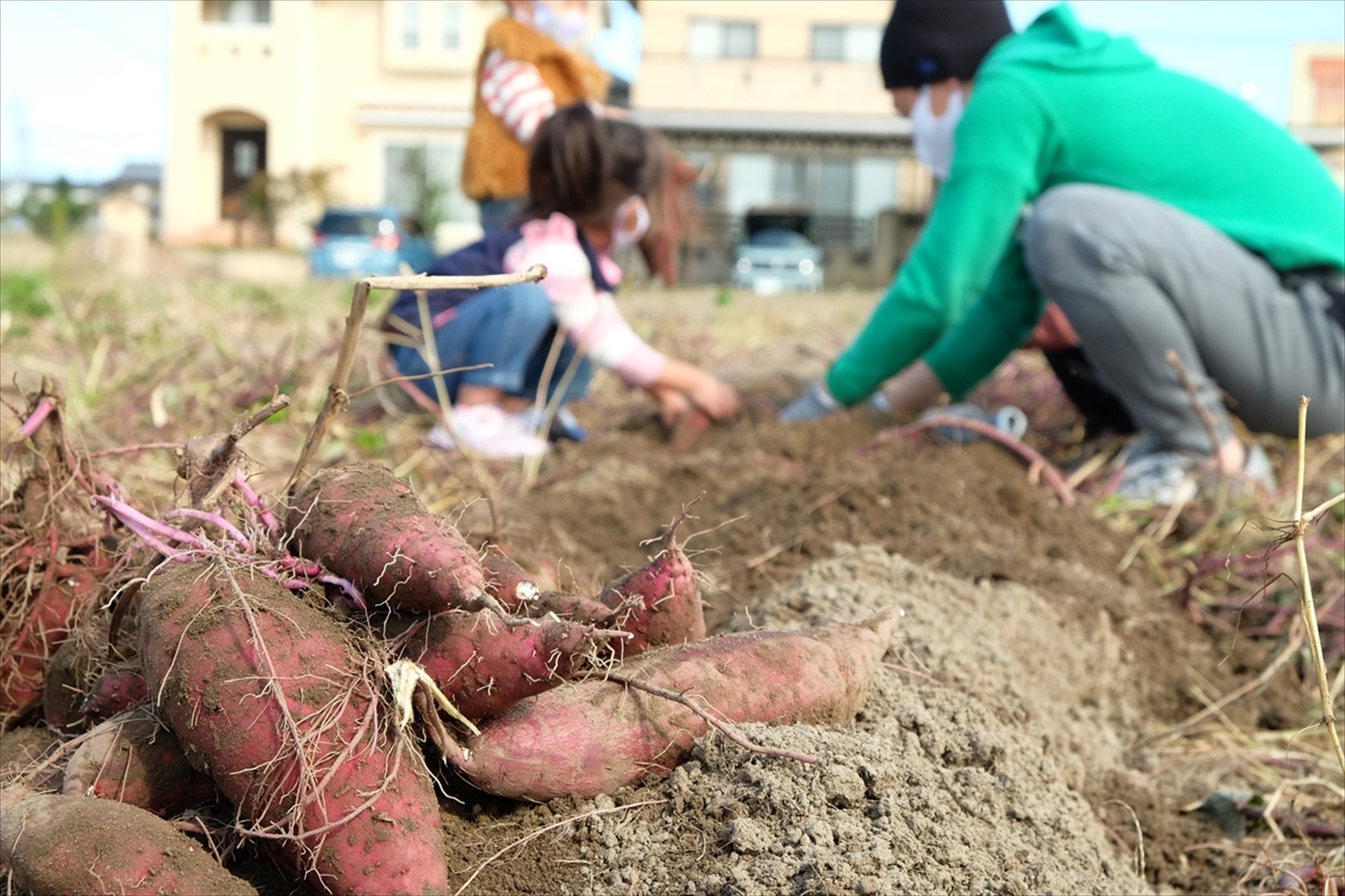 【農薬・化学肥料不使用】季節の野菜詰め合わせ