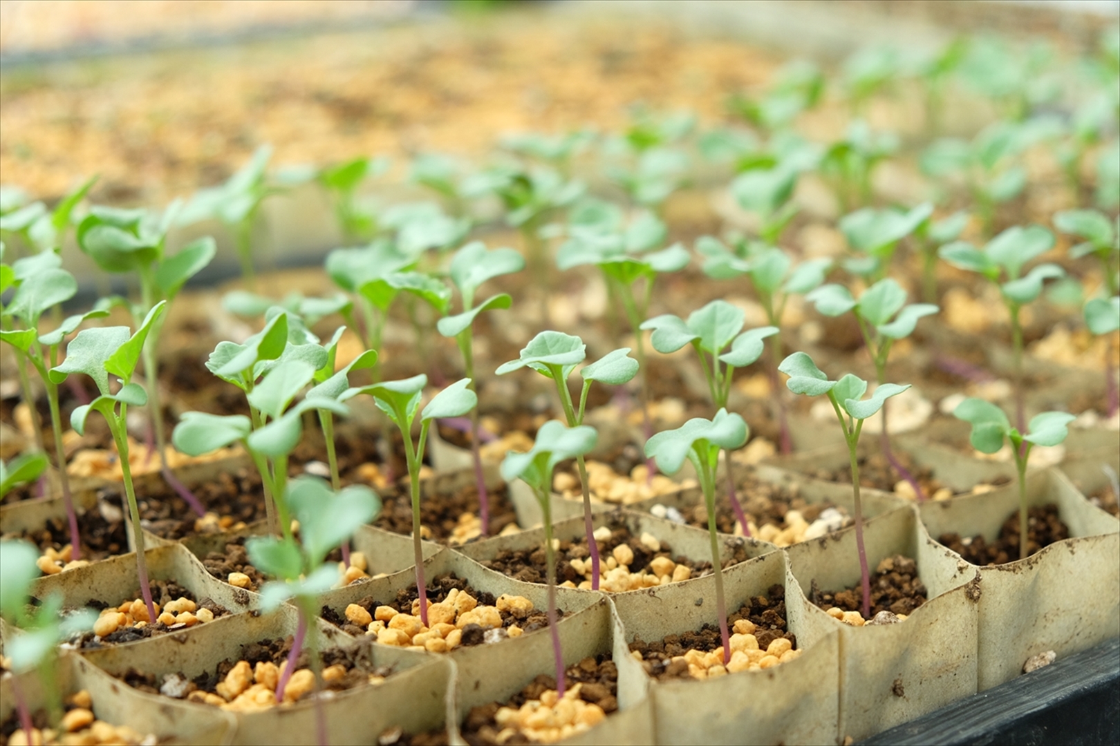 【農薬・化学肥料不使用】季節の野菜詰め合わせ