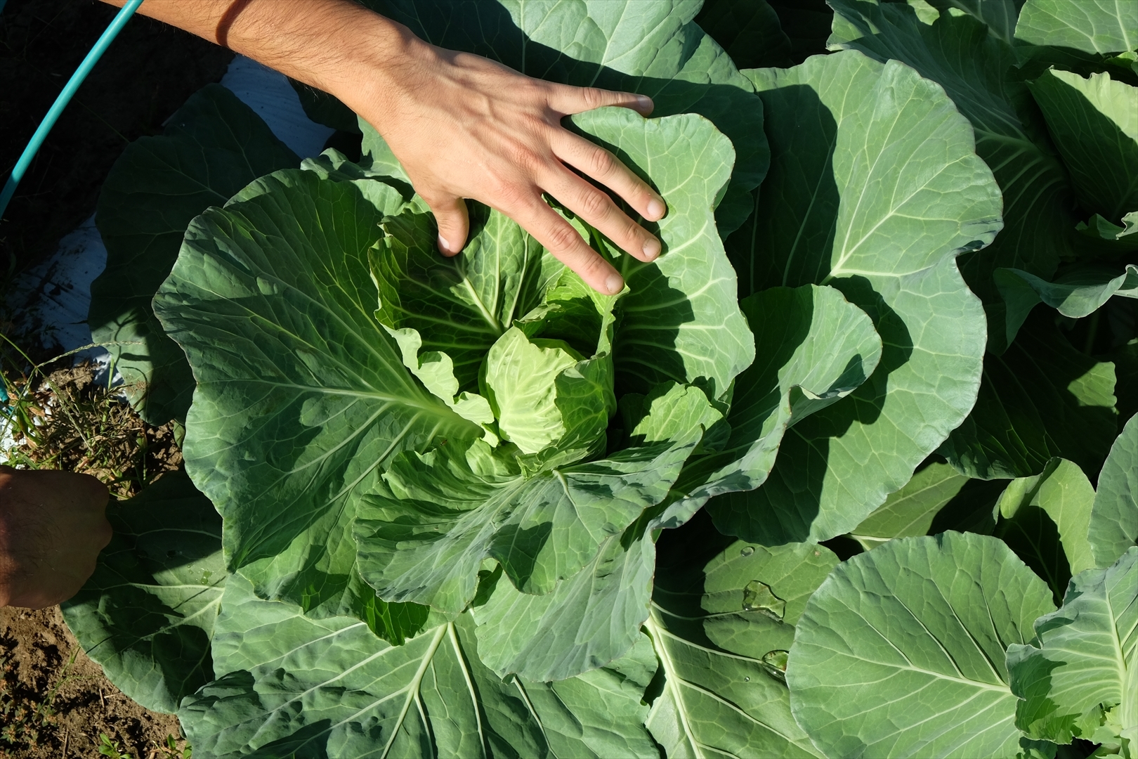 【農薬・化学肥料不使用】季節の野菜詰め合わせ