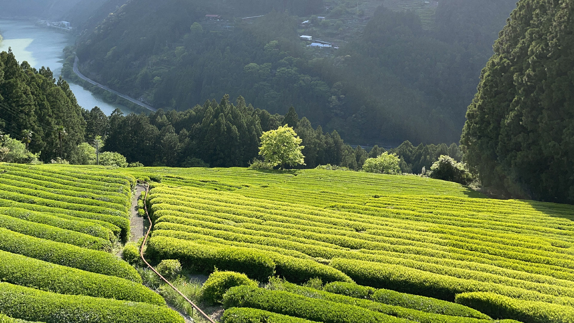 龍山茶