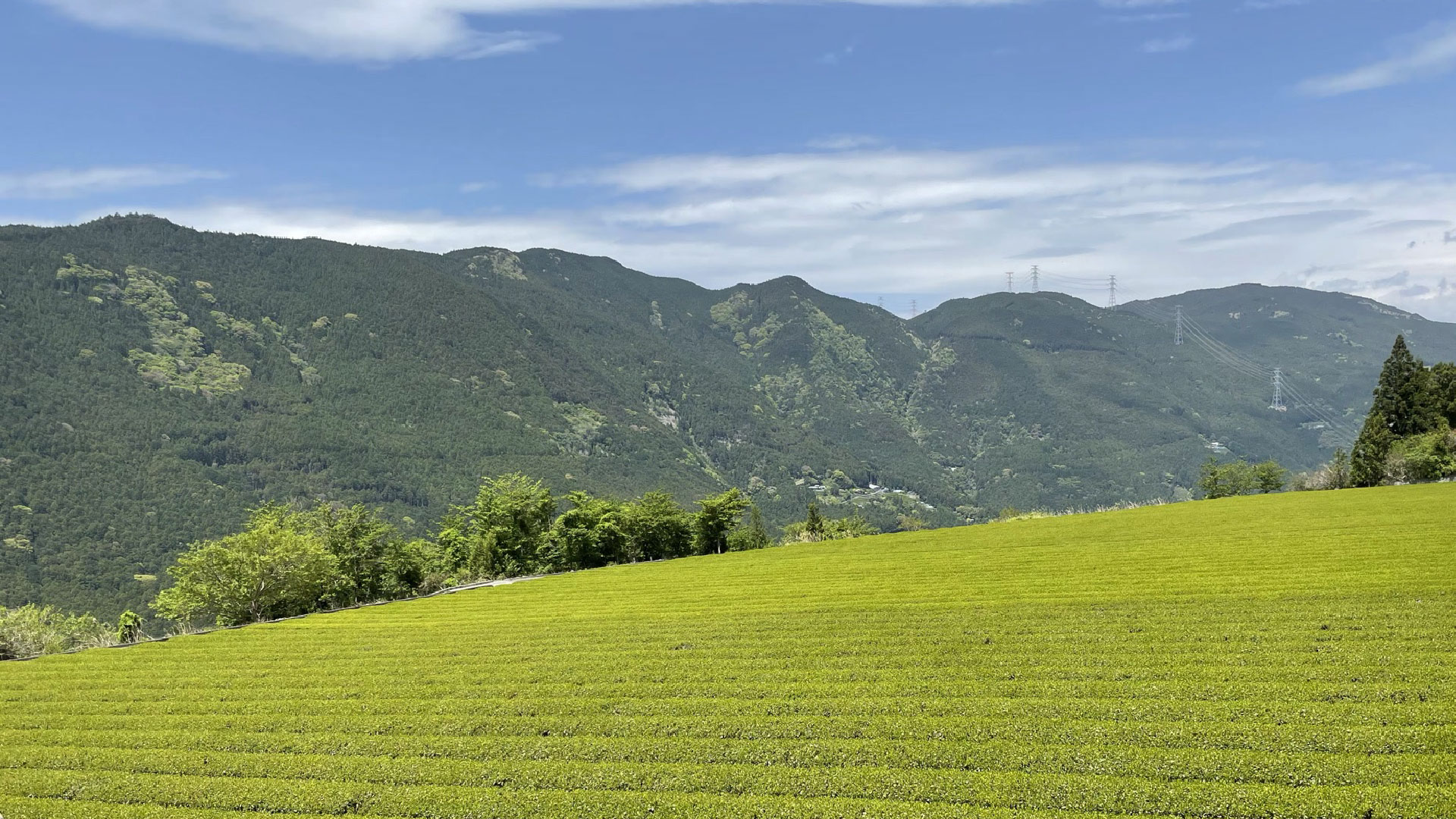 龍山茶