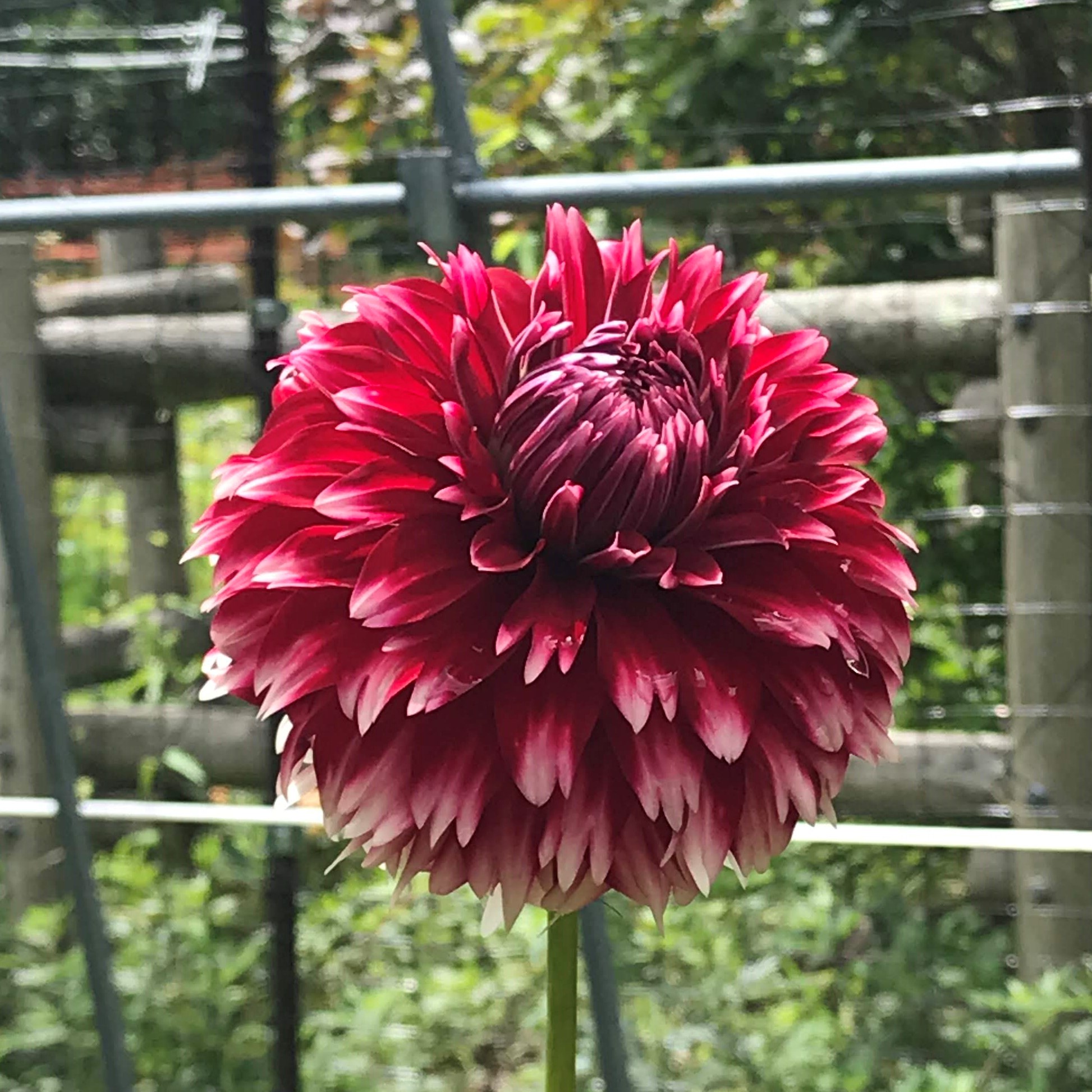 祝花（ダリアの球根）