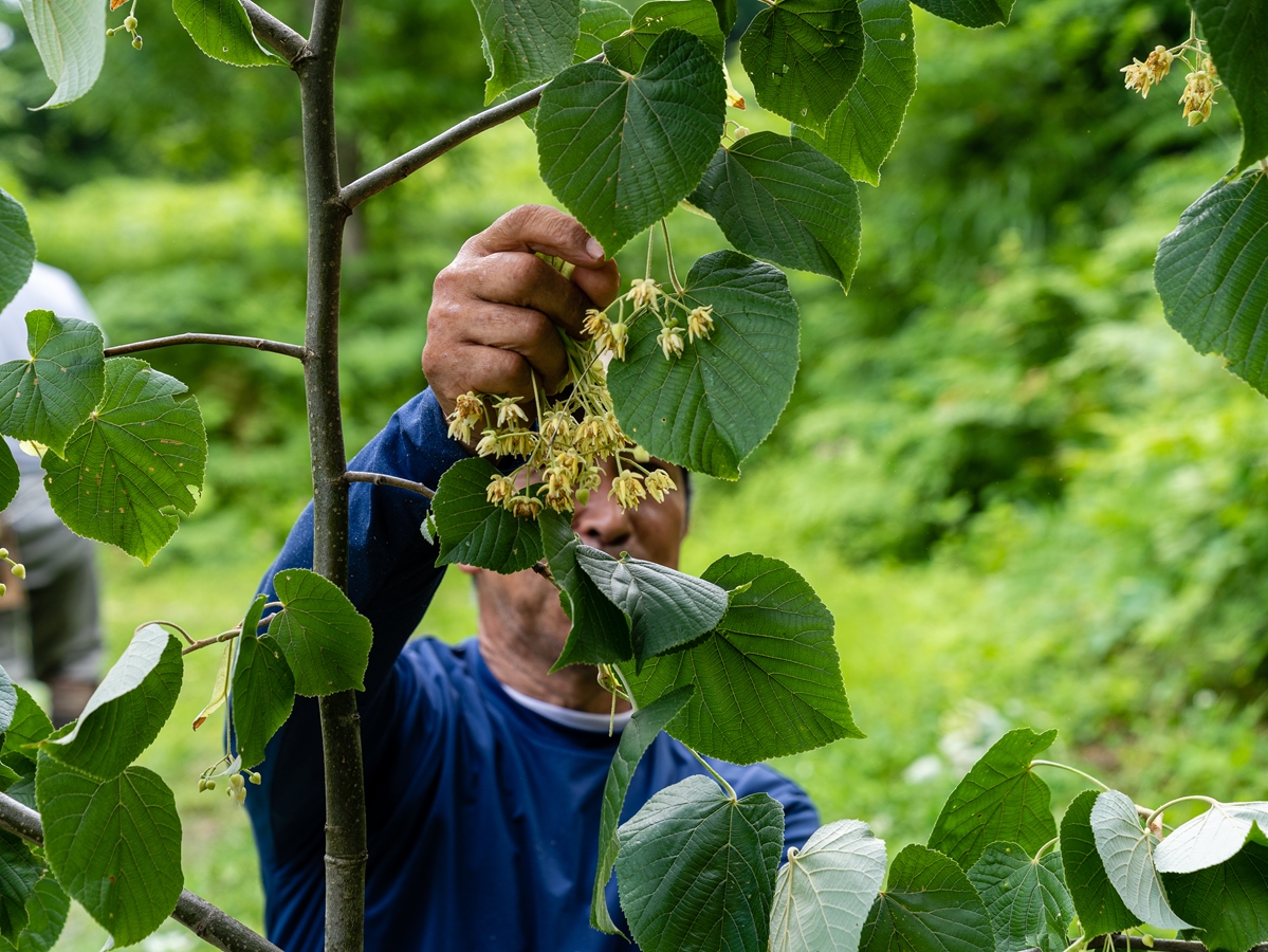 【天然成分100%化粧水】umuしなの花水