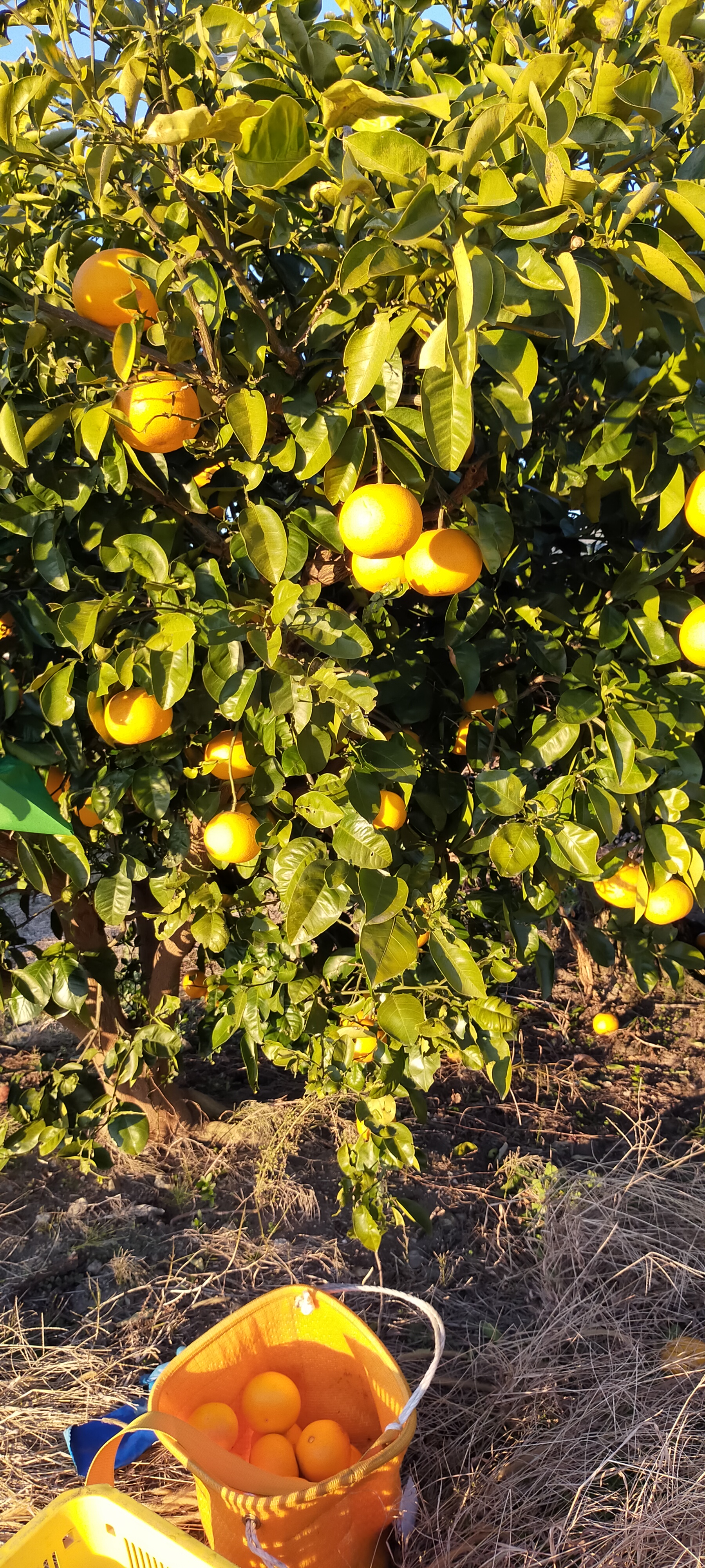 【農薬、肥料・除草剤不使用】　おてんと様のはっさく