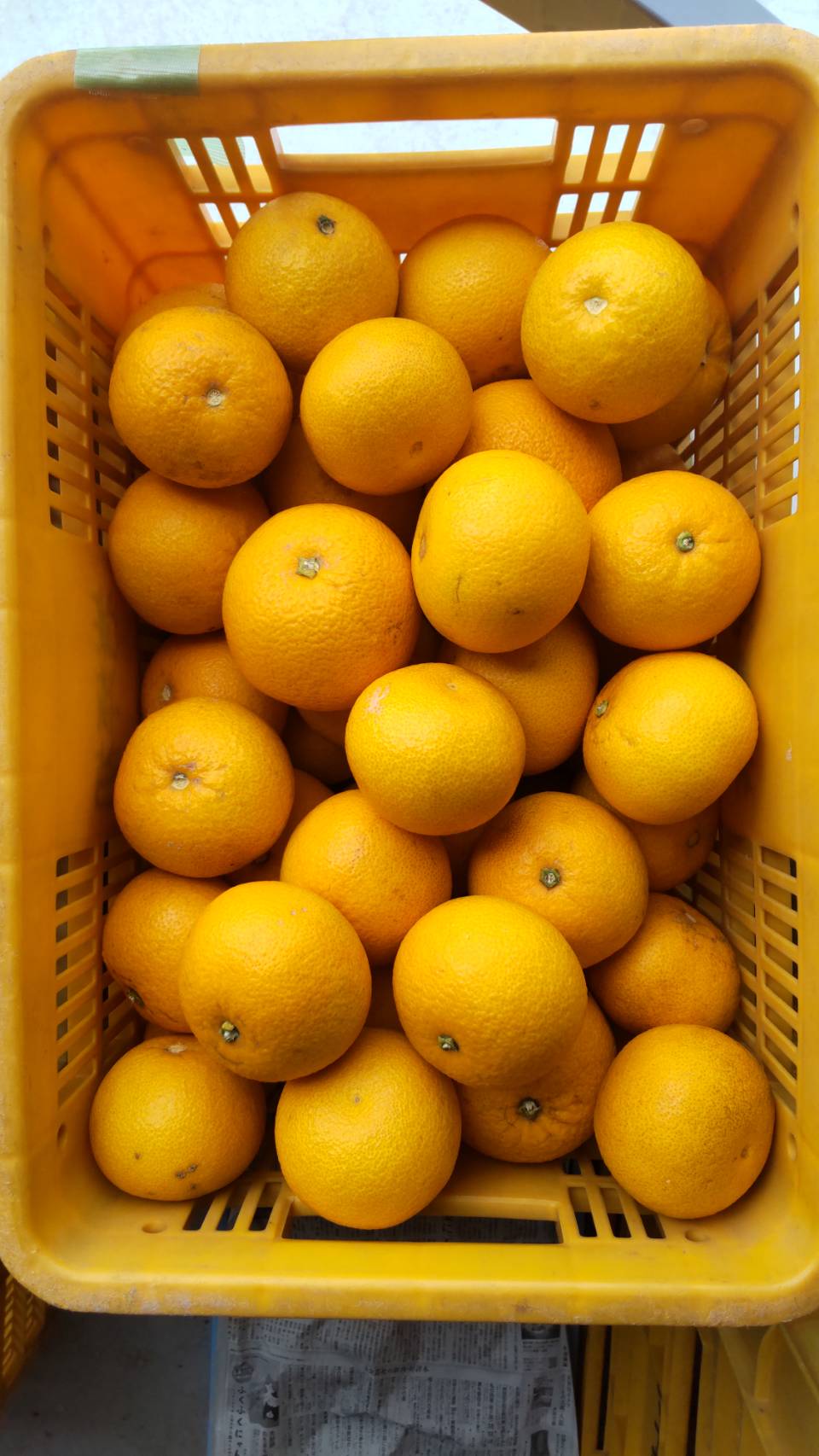 【農薬、肥料・除草剤不使用】はっさくじゅーす