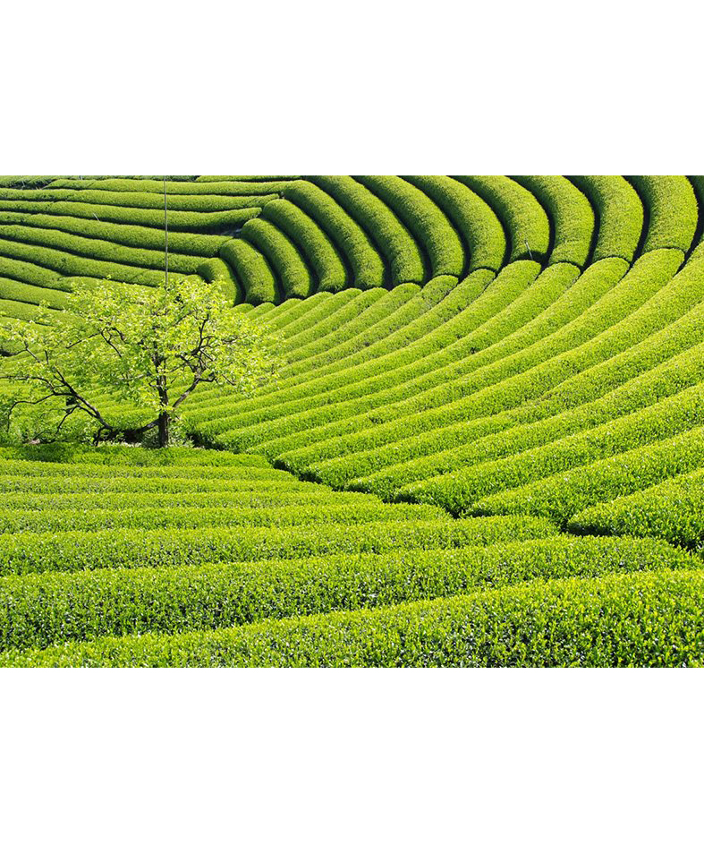 NOKORI-FUKU のこり福　抹茶染め　抹茶タオル®