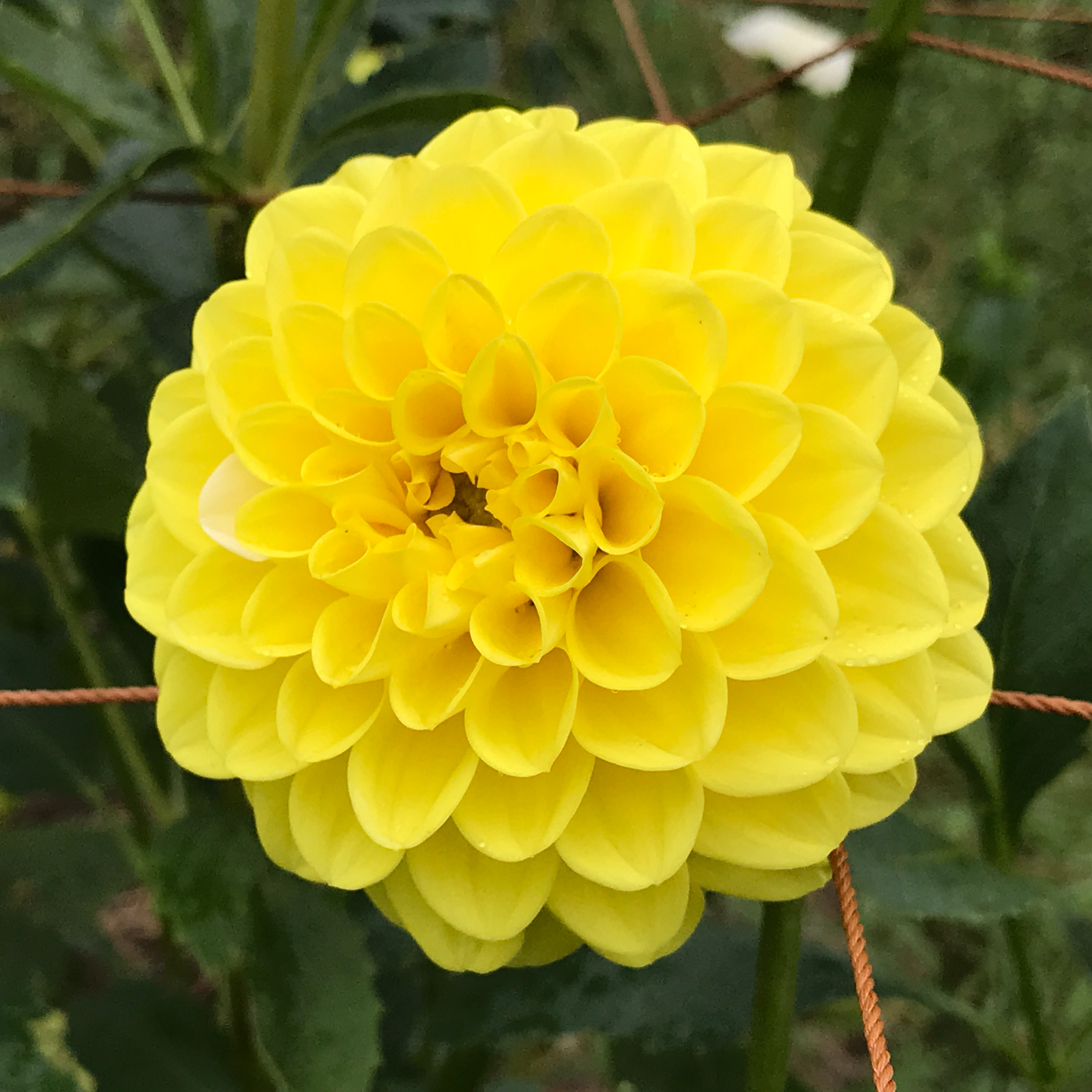 イエローパール（ダリアの球根）