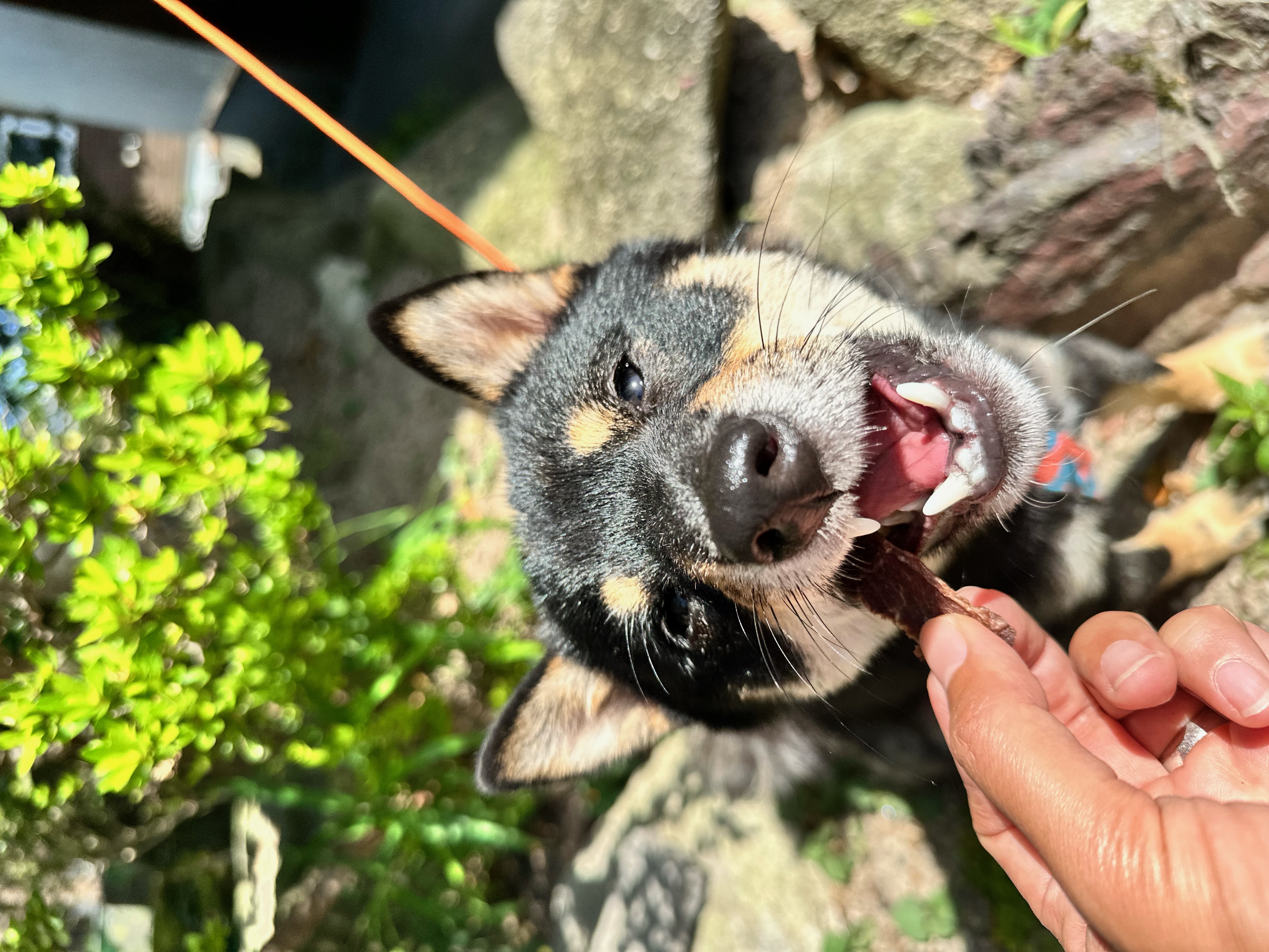 ヒューマングレードのペットのおやつ　［天然猪のジャーキー］Wild Boar Jerky