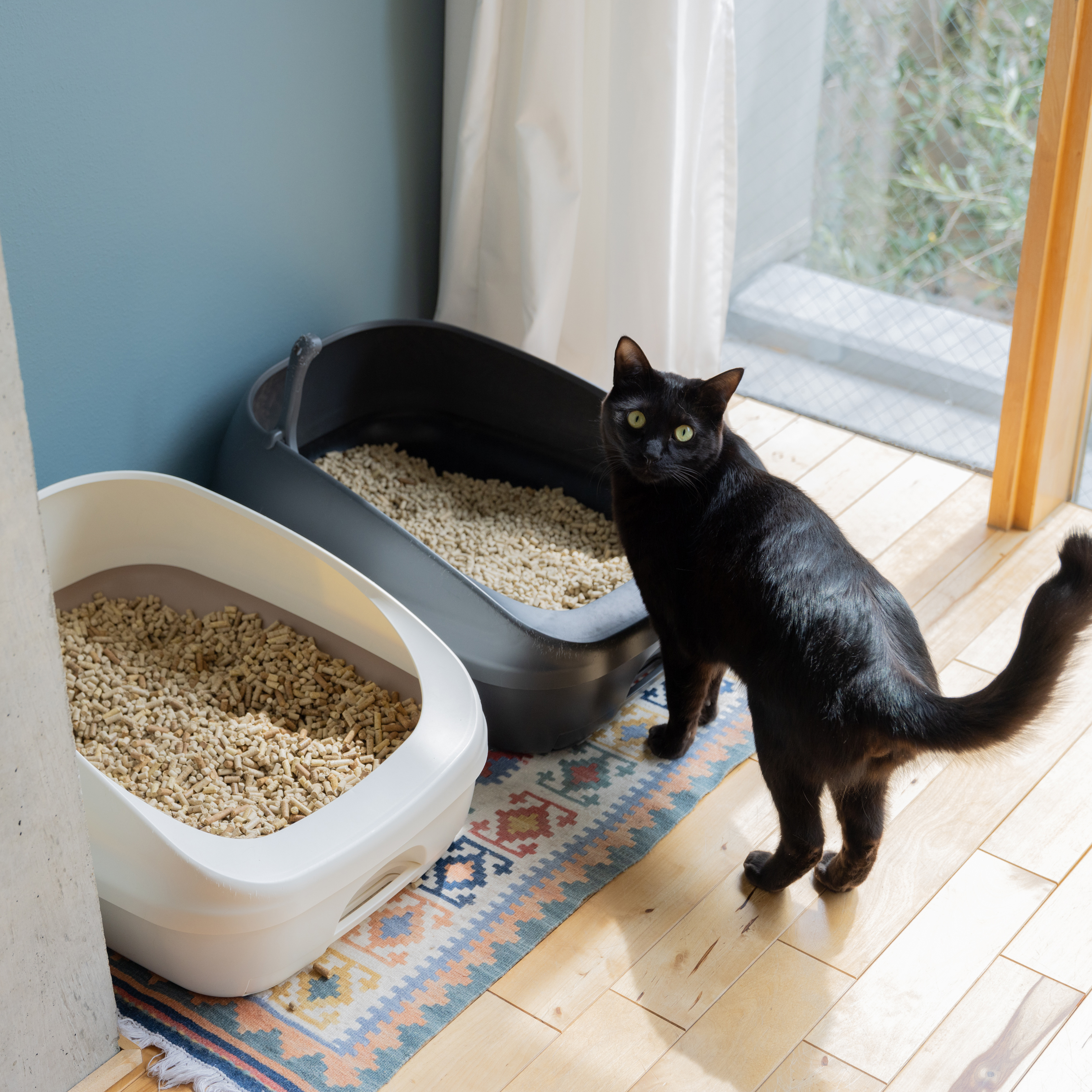 循環する竹の猫砂