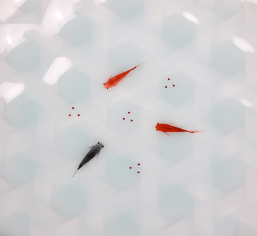 青白磁メダカ籠目5寸皿