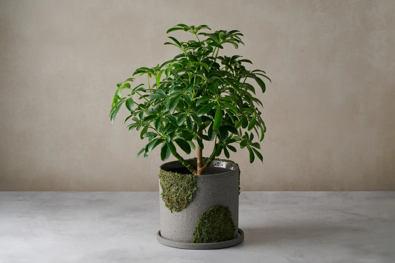 【植物性塗料×サステナブル】コケヌル｜NIKKEN