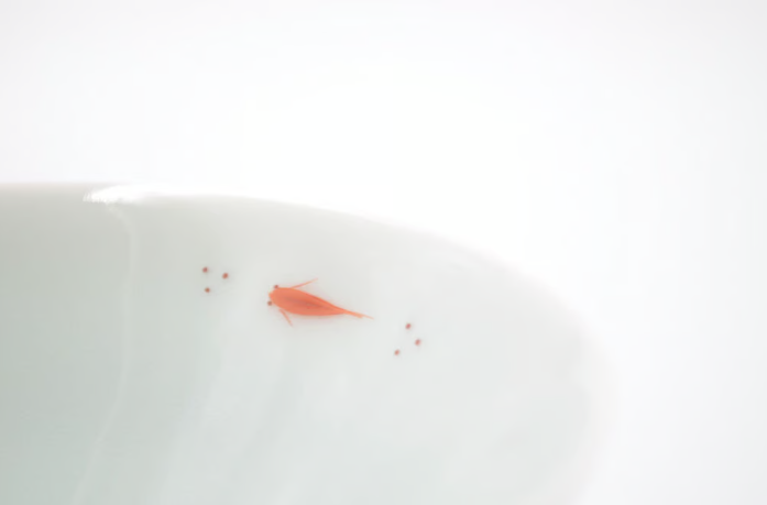 青白磁メダカ平茶碗