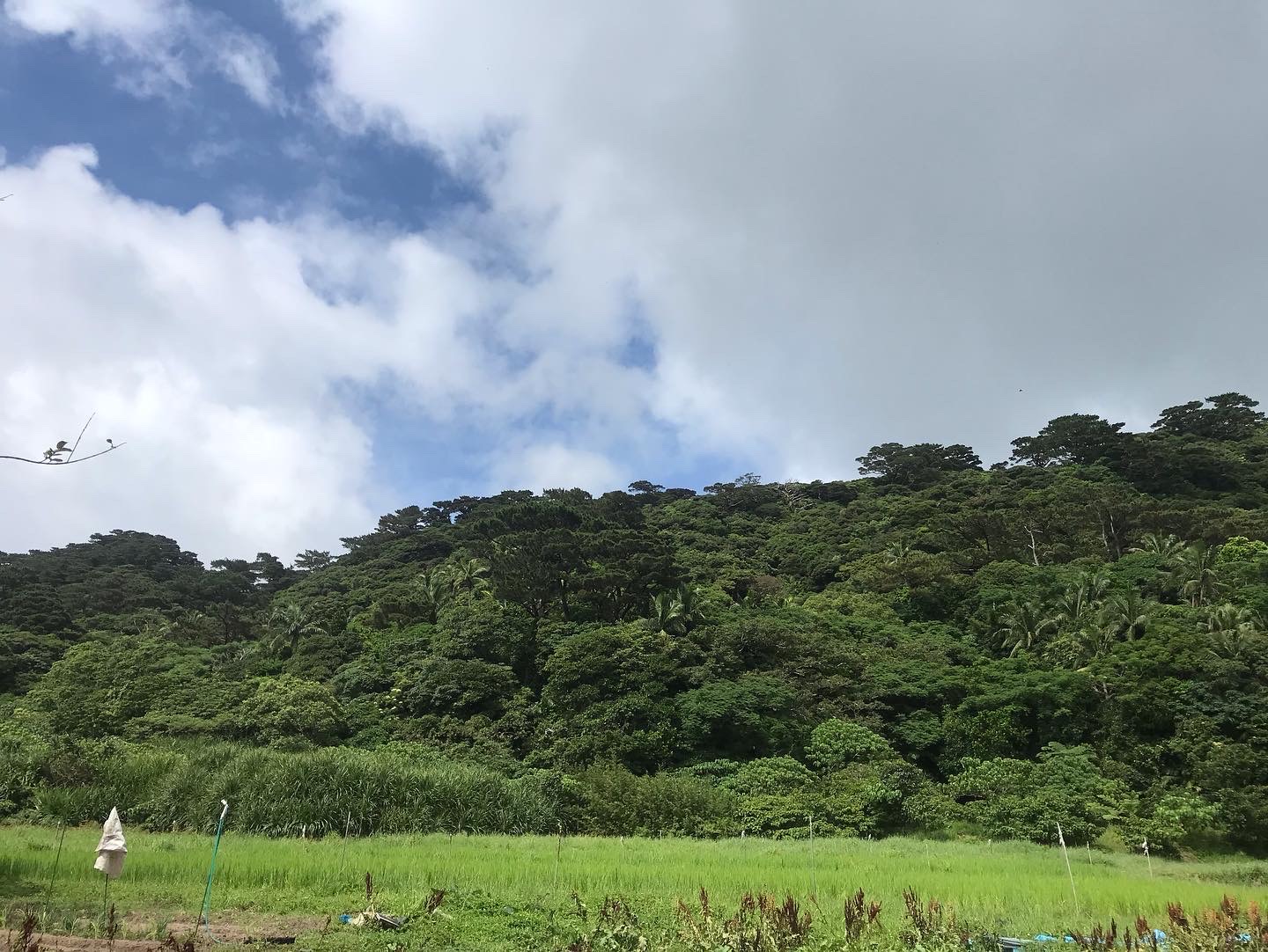 西表島のタマヌオイル