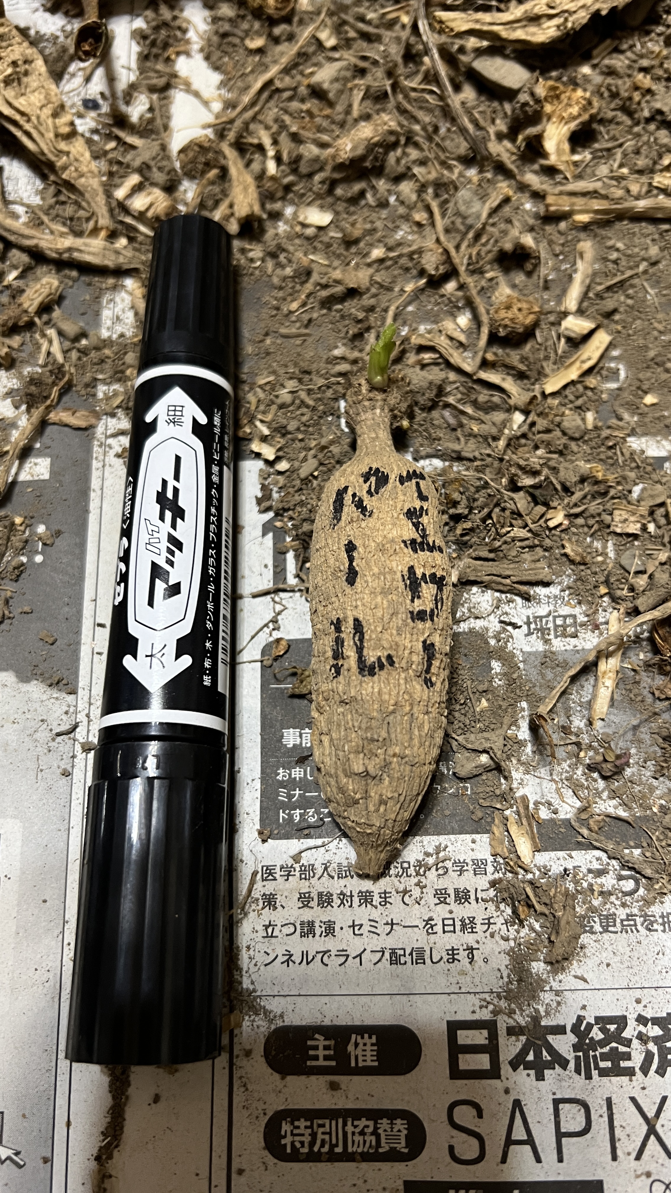 イエローパール（ダリアの球根）
