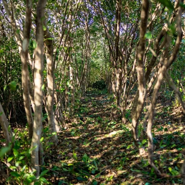台湾原種を継ぐ、幻の和紅茶「F4」 「自然生態茶（F4紅茶）」｜Jikonka