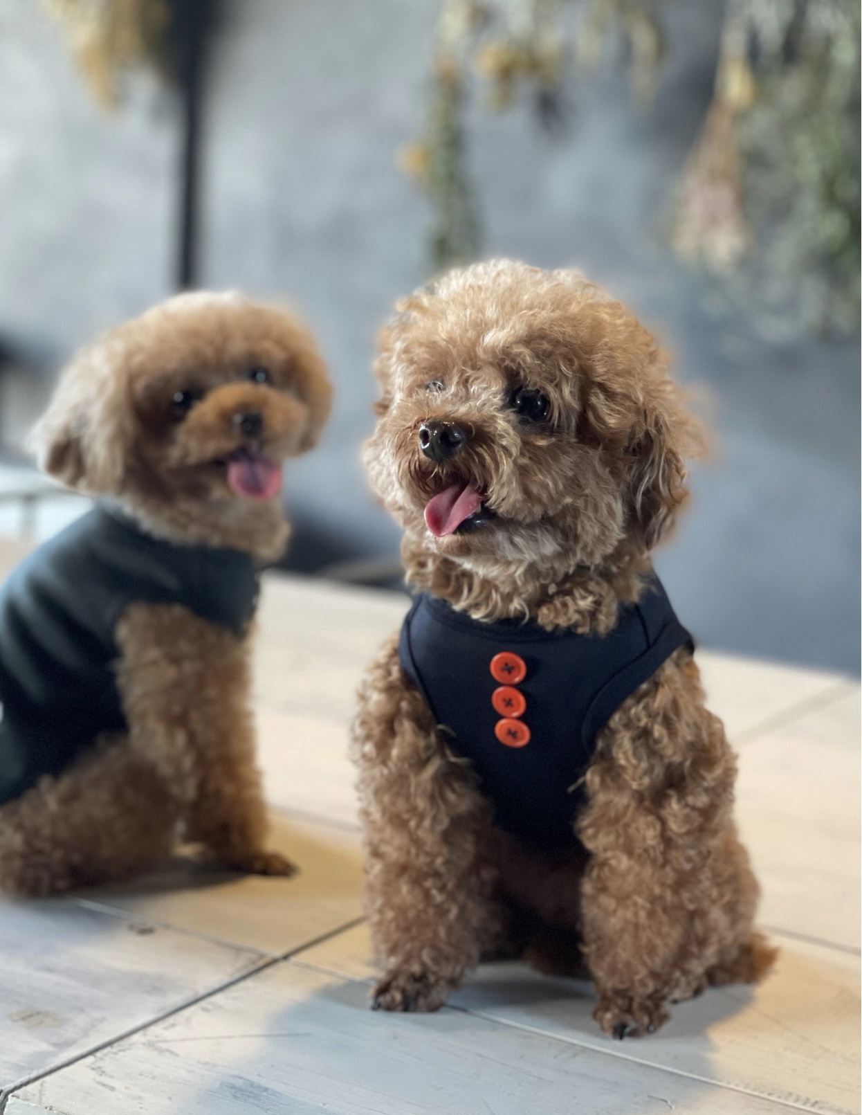 【ペットウェア】地球とワンちゃんの肌を本気で考えた『cane & gatto』