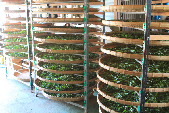 【送料無料】台湾烏龍茶の王道。 「青心烏龍」 ｜木村製茶