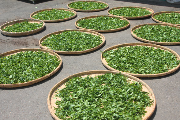 【送料無料】台湾烏龍茶の王道。 「青心烏龍」 ｜木村製茶