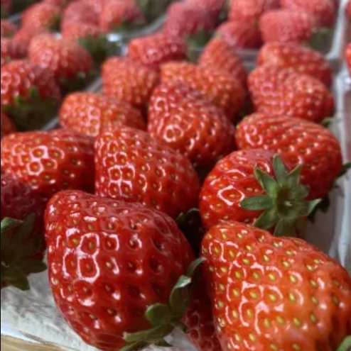 至高のいちごジャム｜ジャム工房FIKADO