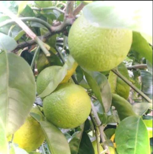 かぼすマーマレード｜ジャム工房 FIKADO